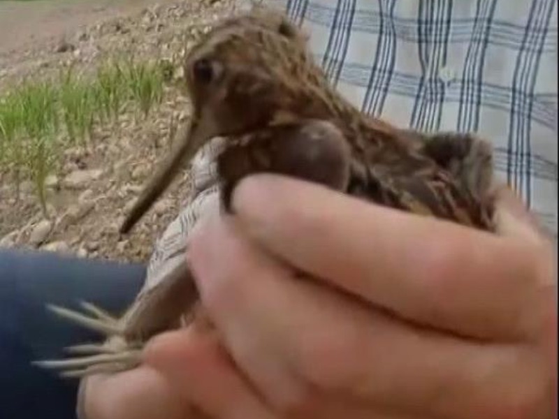 Türkiye’de nadir görülen Gallinago kuşu yaralı halde bulundu